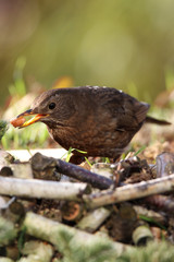 blackbird (merula Turdus)  looking for food in a garden