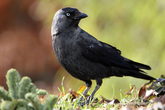 jackdaw (corvus monedula) feeding in a garden