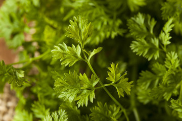 Raw Organic French Parsley Chervil