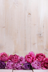 Pinke Tulpen in Reihe