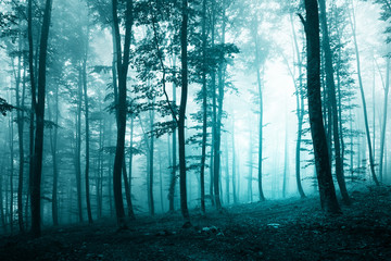 Fototapeta Beautiful turquoise blue forest obraz