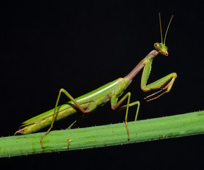 portrait of praying mantis on the stem