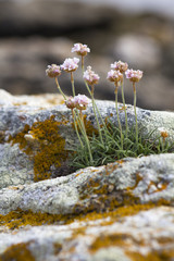 Flor de roca