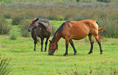 Naklejka na ściany i meble landscape with horses couple pasturing in the meadow