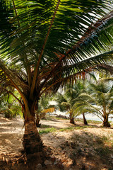 Fototapeta na wymiar Leaves of palm