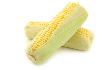 fresh corn on the cob  on a white background