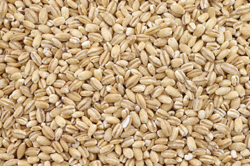 background of raw organic barley 