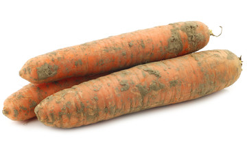 three winter carrots on a white background