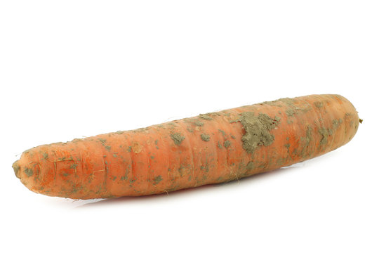 winter carrot on a white background
