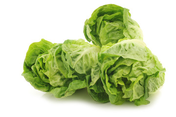 Obraz premium freshly harvested green 