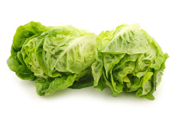 freshly harvested green "little gem" lettuce on a white backgrou © tpzijl