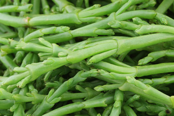 background of fresh Samphire 