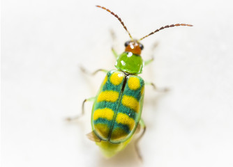 Green bug