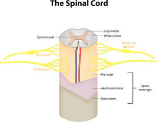 The Spinal Cord Labeled Diagram