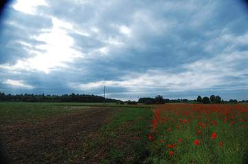 Field with green grass and red poppies, landscape