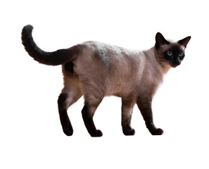 Standing Siamese cat