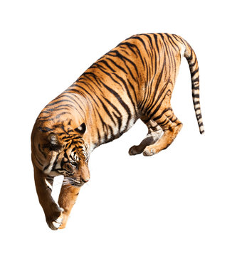 Fototapeta Walking adult tiger