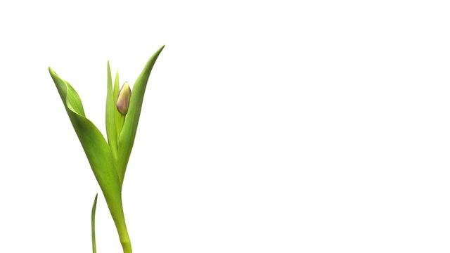 Time-lapse of a purple tulip flower blooming.