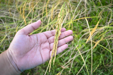 hand with rice field