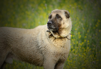 kangal1
