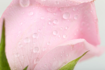 Water drops on rose petals, close-up