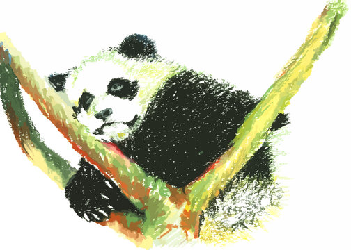 cute panda painting on white background