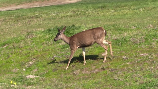 Balcktail Deer Doe