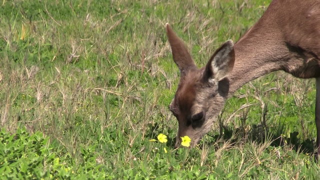 Blacktail Deer Grazing