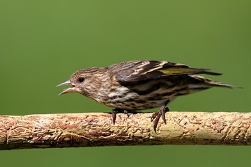 Pine Siskin (Carduelis pinus) Perched
