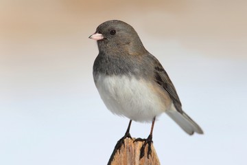 Junco On A Fence