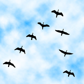 Cormorant flyover