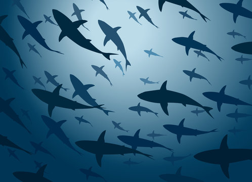 Shark school