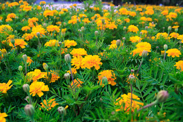 Obraz premium marigold