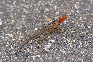 Lava Lizard in the Galapagos