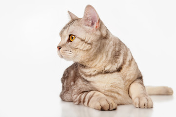 Marble british cat, , on a gray background