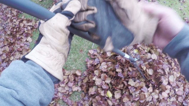 Yard work raking autumn leaves on lawn