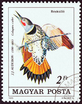 ommon Flicker, Colaptes cafer (Hungary 1985)