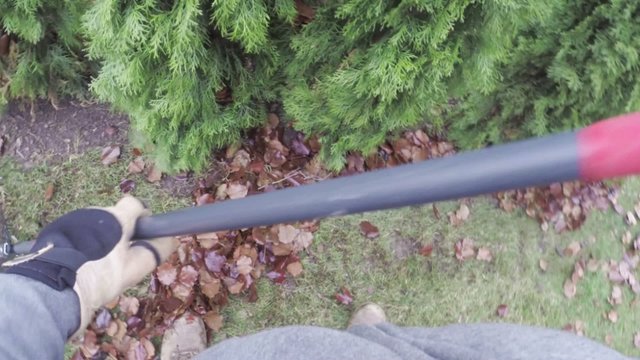 Yard work raking autumn leaves on lawn