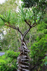pandanus tree