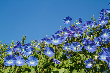 blue ipomoea in garden
