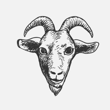 Goat Face, doodle illustration