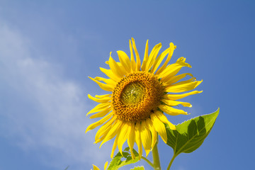 sun flower in garden