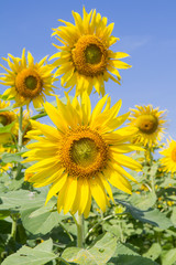 Obraz premium sun flower in garden