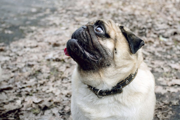 Funny Pug