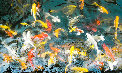 Fototapeta na wymiar Koi fish in pond,colorful natural background