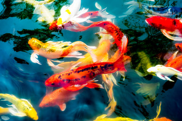 Fototapeta premium Koi fish in pond,colorful natural background