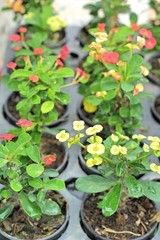 Euphorbia milli flowers in the nature
