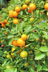 ripe orange hangs on the tree