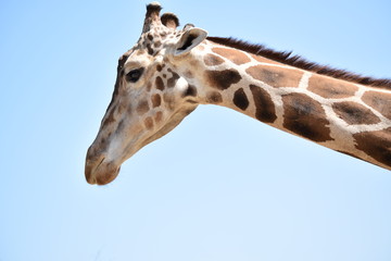 jirafa4