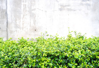 Green leaf bush at concrete wall